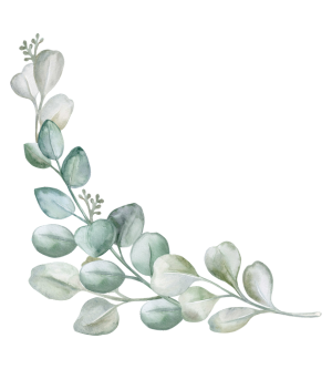 eucalyptus eucalyptus